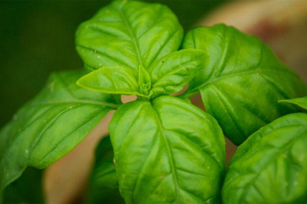 Begini Manfaat Daun...