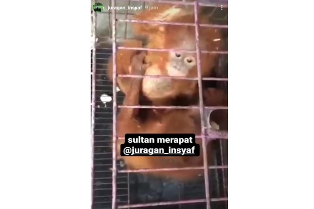 Viral Satwa Langka Diobral...