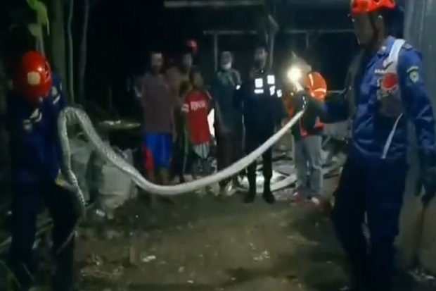 Ular Piton Sepanjang...