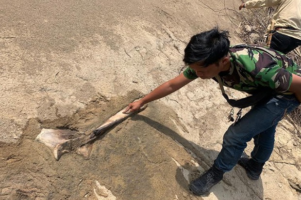 Puluhan Tulang Binatang...