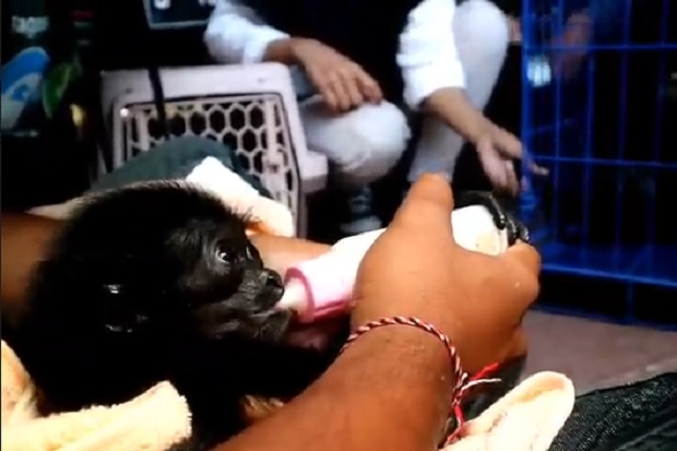 Viral Bayi Siamang Dipelihara...