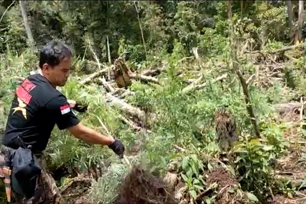 Di Pedalaman Hutan Lindung...
