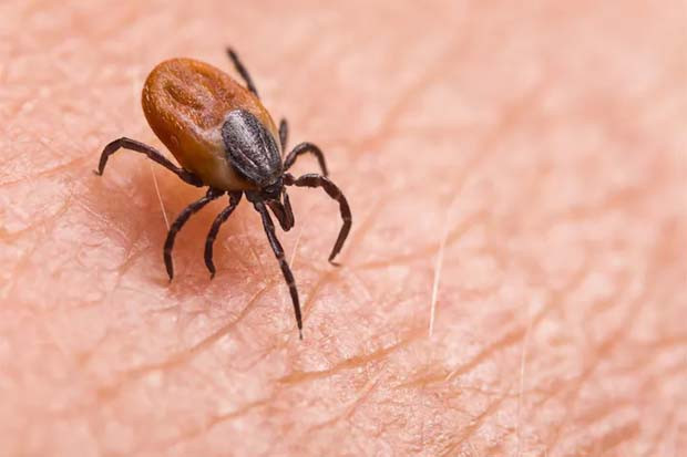 Yezo Virus Baru Berasal...