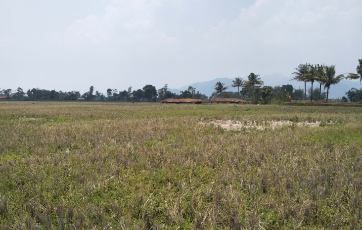 Ratusan Hektare Lahan...