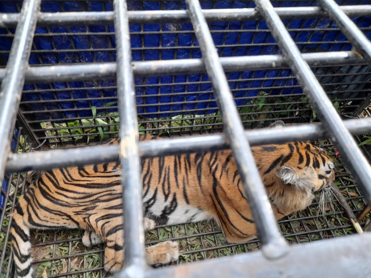 Lega... Harimau yang...
