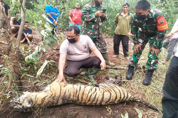 Tragis, Harimau Sumatera...