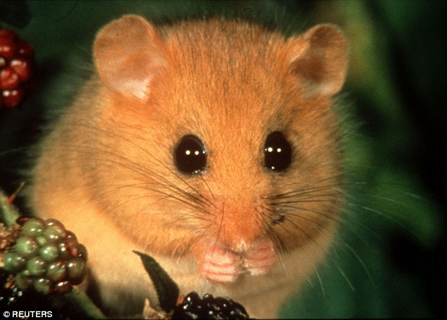 Mengenal Dormice, Hewan...