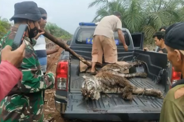 Memilukan Harimau Betina...