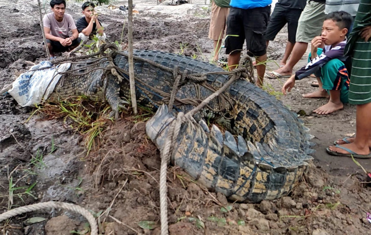 Tangkap Buaya Muara...