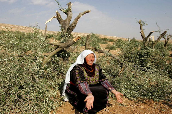 Nestapa Petani Palestina...