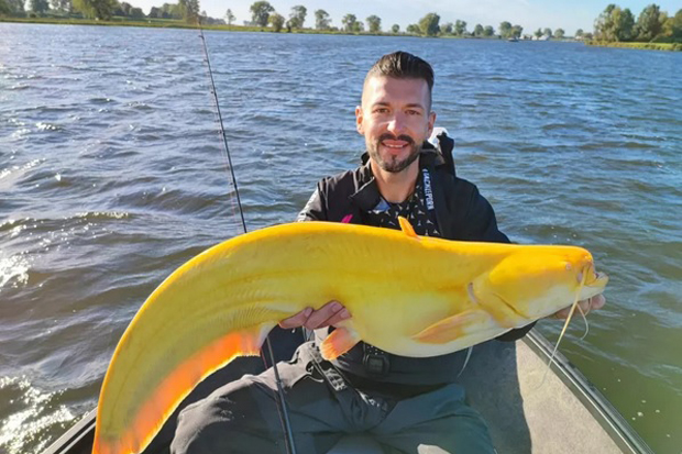 Geger, Ikan Lele Raksasa...