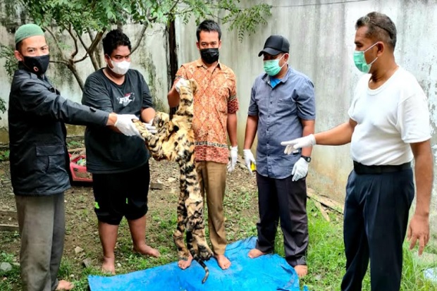 Jual Kulit dan Tengkorak...