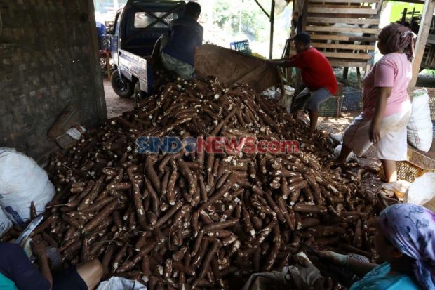 Ternyata, Singkong Jadi...