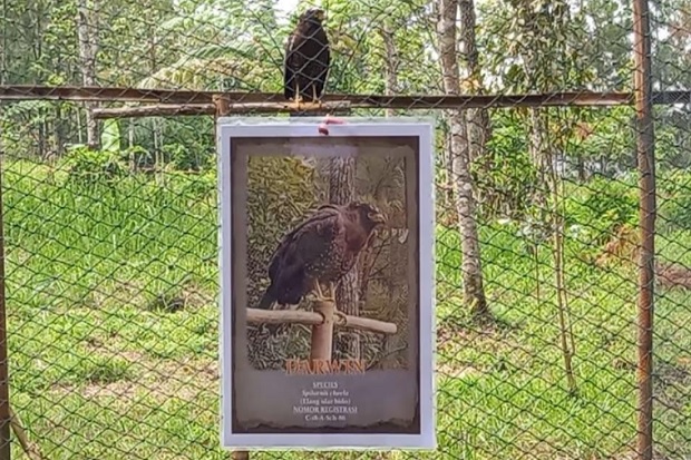 7 Satwa Langka Dilepasliarkan...
