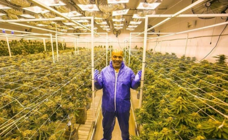 Heboh Kerajaan Ganja...