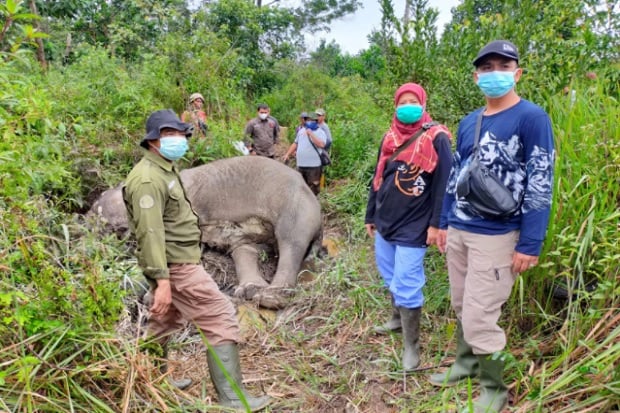 Sakit, Gajah Sumatera...