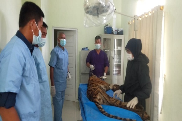 Harimau Pemangsa Warga...
