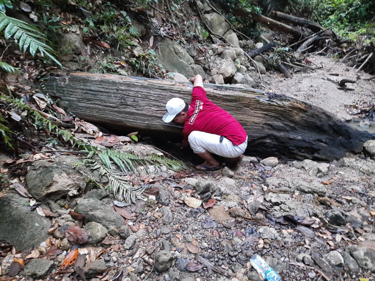 Fosil Kayu Purba Berukuran...
