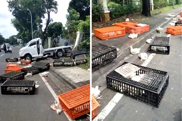 Pikap Pengangkut Ayam...