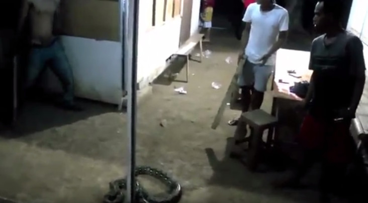 Sepasang Ular Piton...