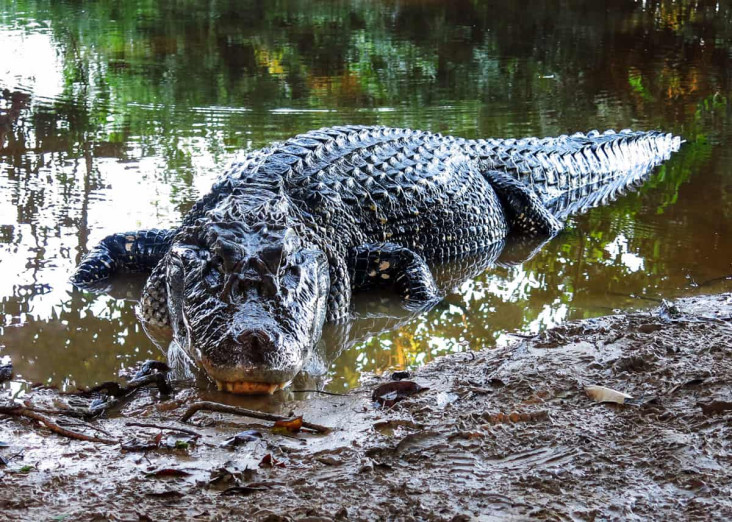 Buaya di Sungai Amazon,...