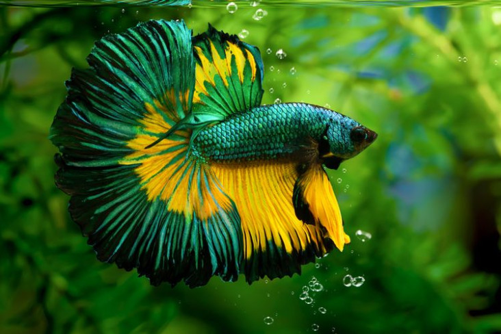 Fantastis, Harga Ikan...