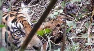 Melacak Jejak Harimau...