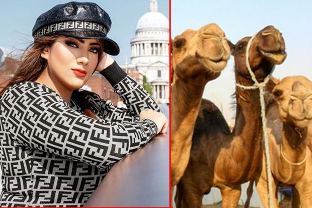 Gadis Cantik Ini Dilamar...