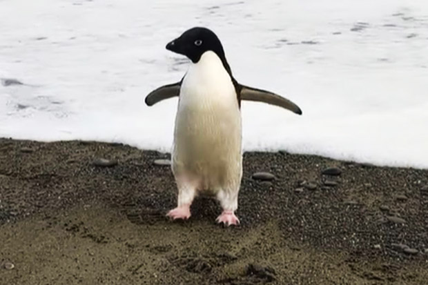 Tersesat, Pinguin Antartika...