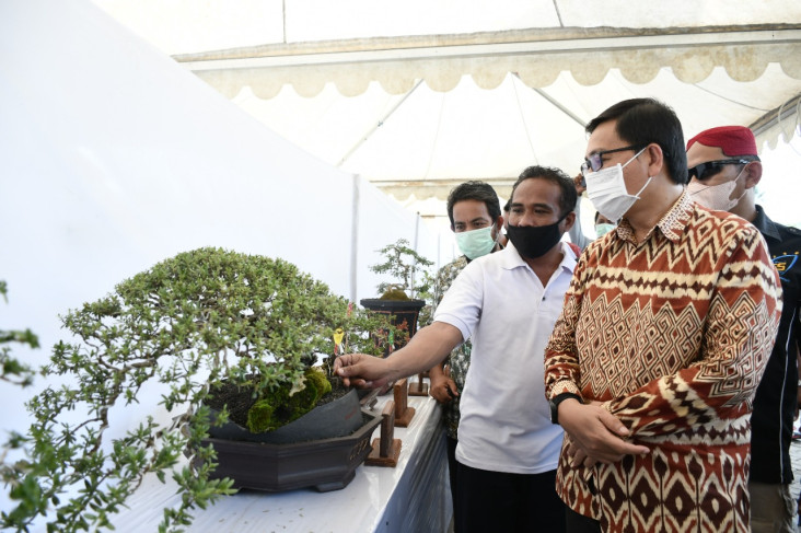 Pesona Bonsai di Bumi...