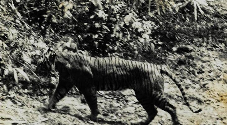 Melacak Jejak Harimau...