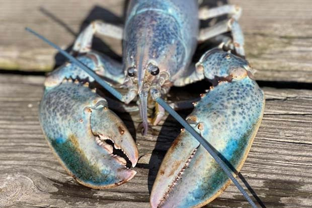 Lobster Langka Berwarna...