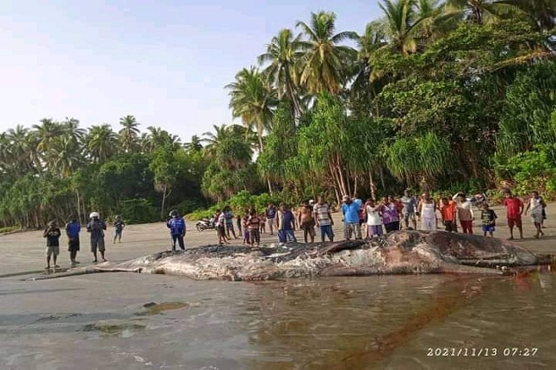 Ikan Paus 12 Meter Mati...