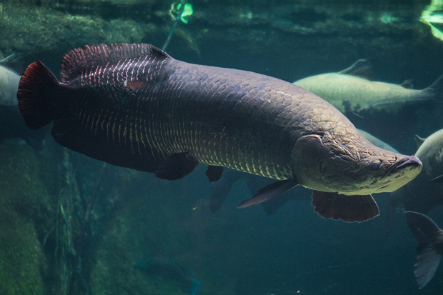 7 Ikan Air Tawar Paling...