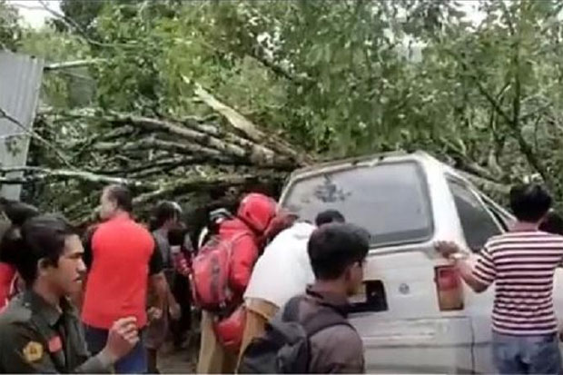 Pohon Tumbang Timpa...