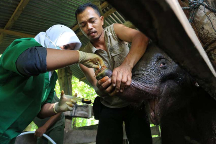 Bayi Gajah di Aceh Mati...