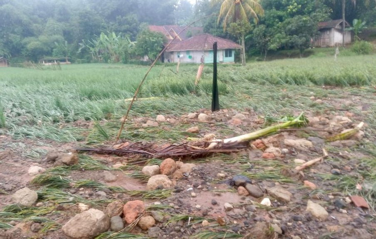 Petani Menangis, 4 Hektare...