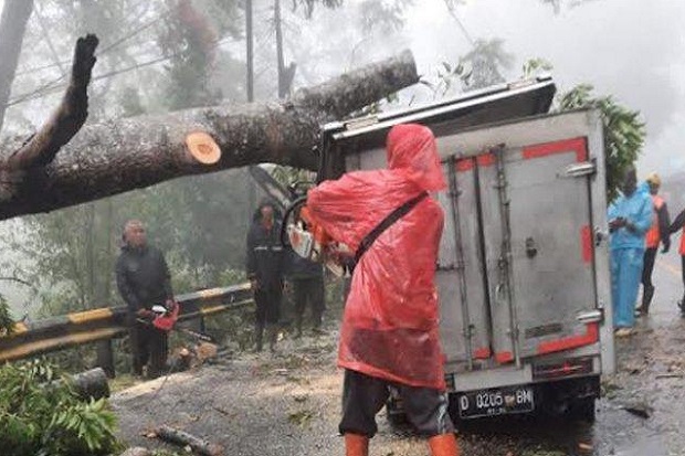 Pohon Besar Tumbang...