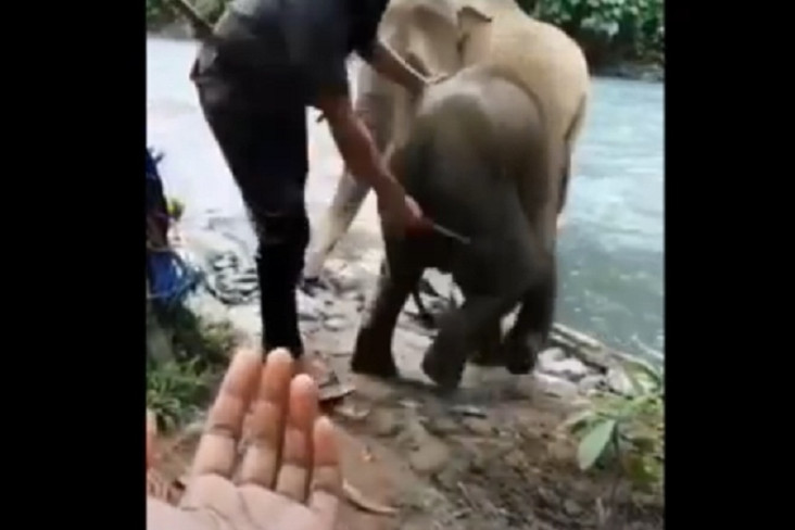 Video Anak Gajah Dipukul...
