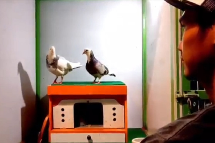 Fantastis! Rampok, Merpati...