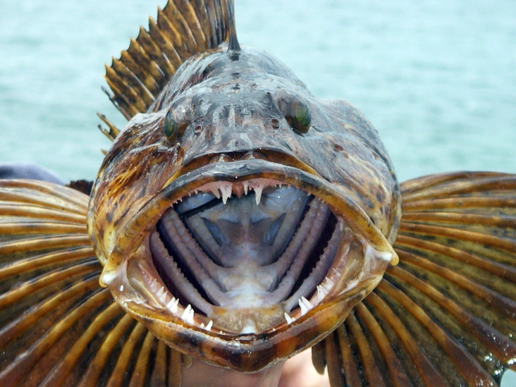 Lebih Ganas dari Piranha,...