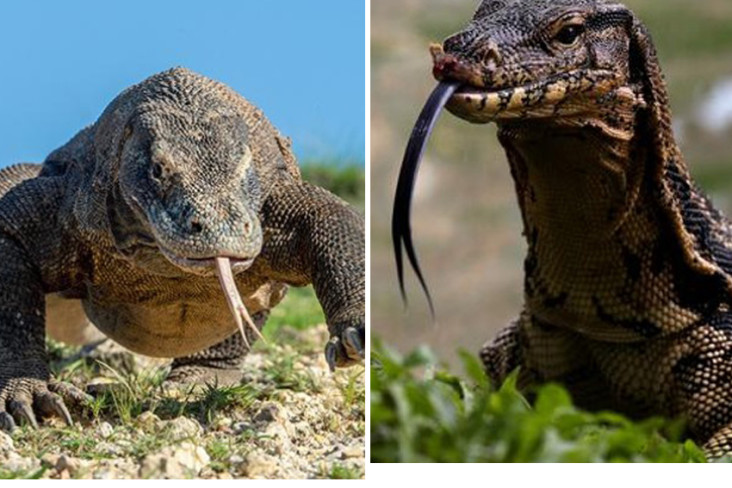 Ini Perbedaan Komodo...