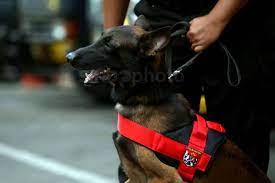 Kerahkan Anjing Pelacak,...