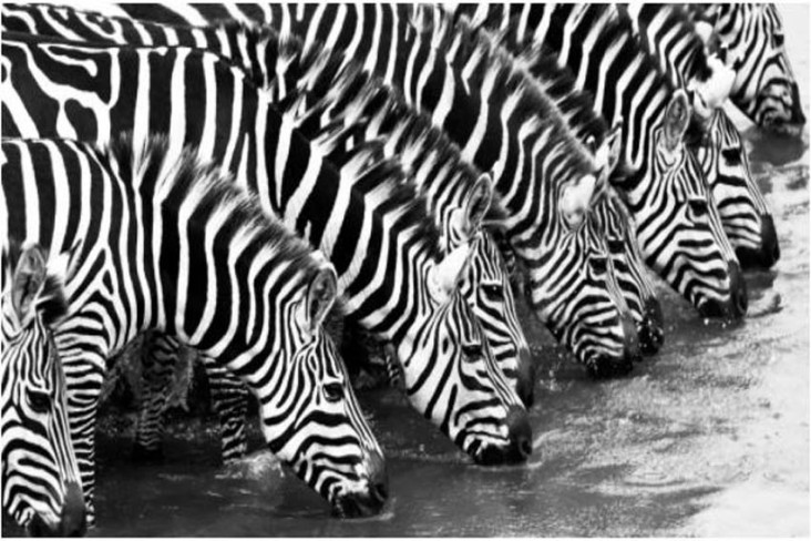 Zebra Itu Berkulit Hitam...