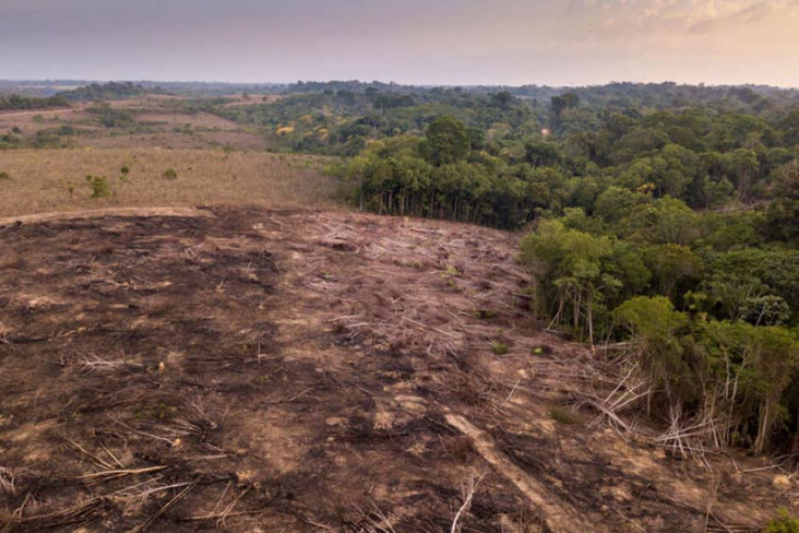 Deforestasi Hutan Hujan...