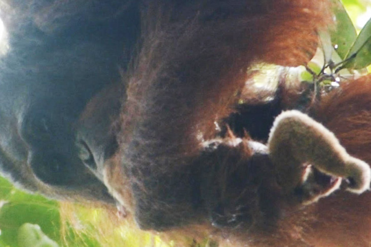 Langka, Orangutan Kalimantan...