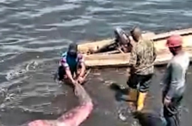 Ikan Duyung Terdampar...