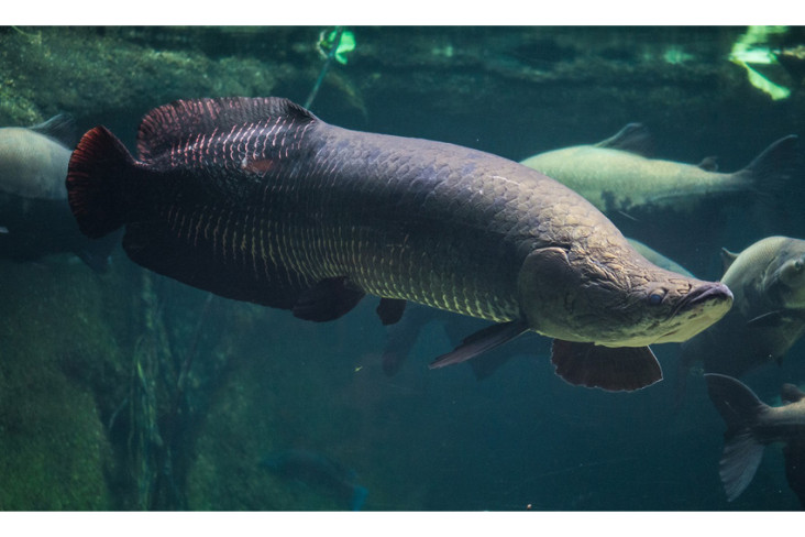 5 Ikan Terbesar di Sungai...