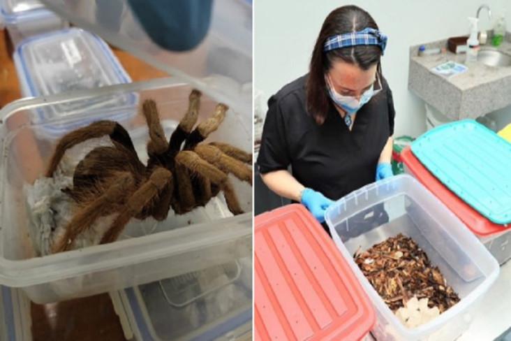 Simpan Ratusan Tarantula...