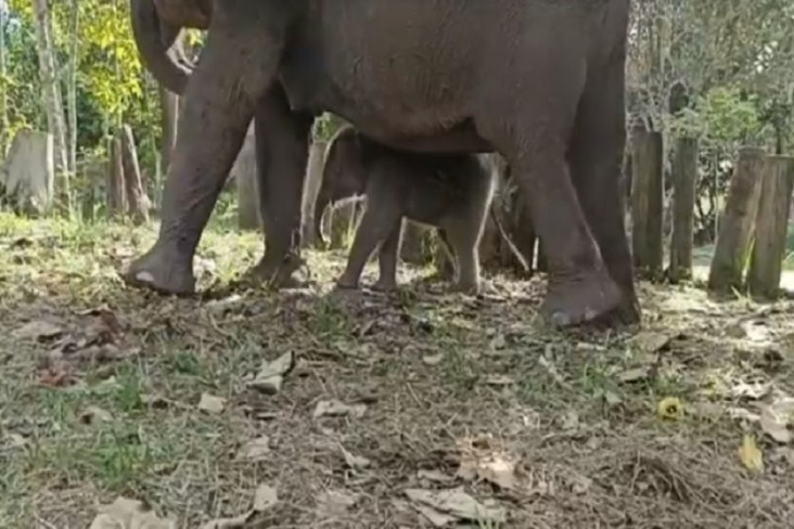 Imut, Penampakan Anak...